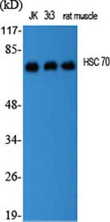 HSC 70 rabbit pAb