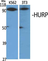 HURP rabbit pAb