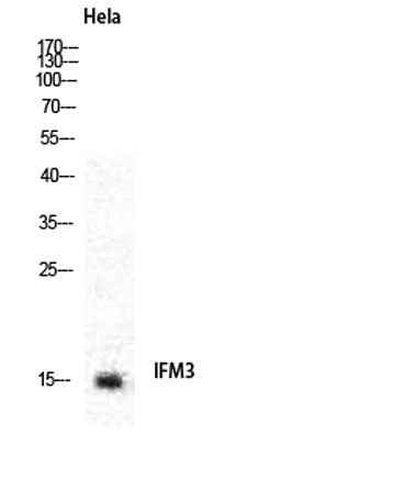 IFITM3 rabbit pAb