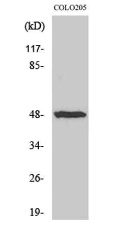 IL-13Rα1 rabbit pAb