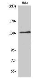 Integrin αV rabbit pAb
