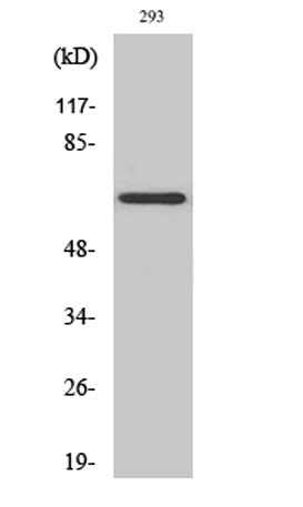 KV1.5 rabbit pAb 50µL/100µL