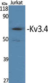 Kv3.4 rabbit pAb