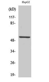 KV9.2 rabbit pAb