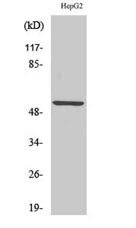 KV9.2 rabbit pAb