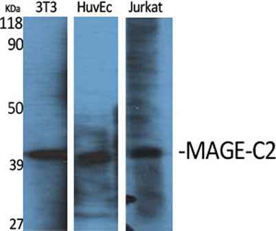 MAGE-C2 rabbit pAb
