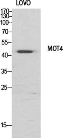 MCT4 rabbit pAb
