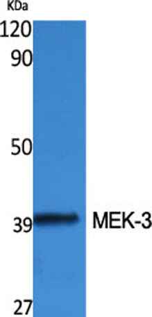 MEK-3 rabbit pAb