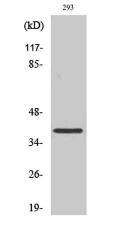Mos rabbit pAb