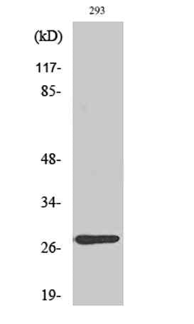 MRP-L16 rabbit pAb