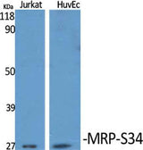 MRP-S34 rabbit pAb