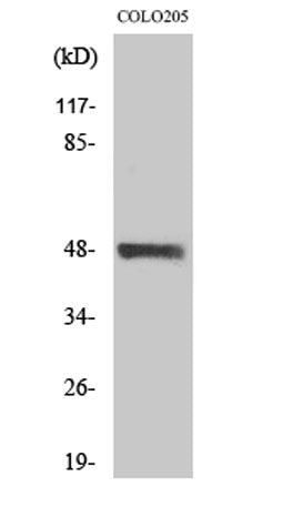 MST-3 rabbit pAb 50µL/100µL