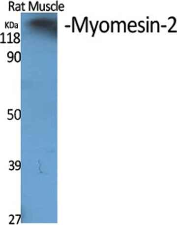Myomesin-2 rabbit pAb