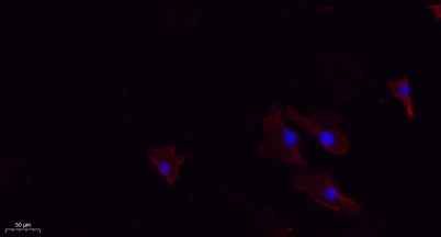 N/H/K-Ras rabbit pAb