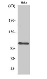 NFκB-p105 rabbit pAb