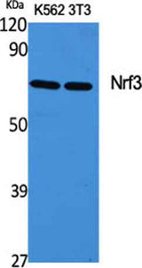 Nrf3 rabbit pAb