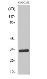 Olfactory receptor 1B1 rabbit pAb 50µL/100µL