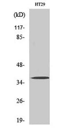Olfactory receptor 51B2 rabbit pAb