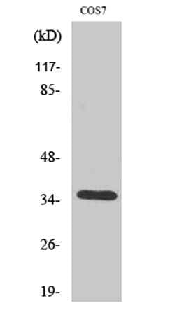 Olfactory receptor 52E1 rabbit pAb