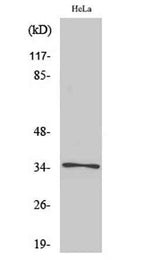 Olfactory receptor 52E6 rabbit pAb