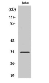 Olfactory receptor 8D1 rabbit pAb 50µL/100µL