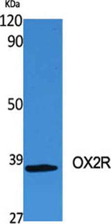 OX2R rabbit pAb
