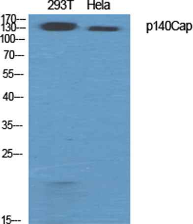 p140Cap rabbit pAb