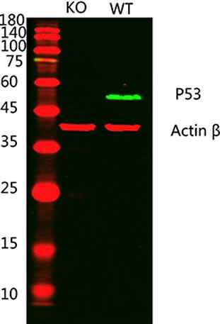 p53 Rabbit pAb