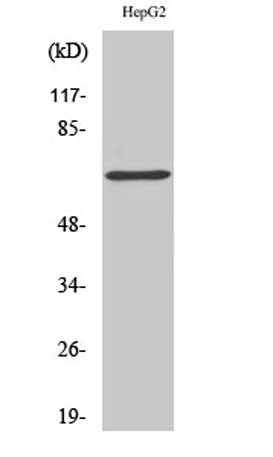 p68 RNA Helicase rabbit pAb 50µL/100µL