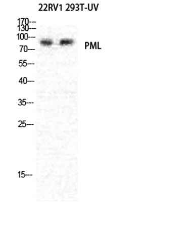 PML rabbit pAb