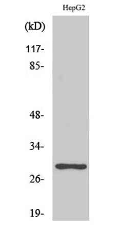 PTTG1/2/3 rabbit pAb