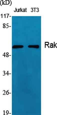 Rak rabbit pAb