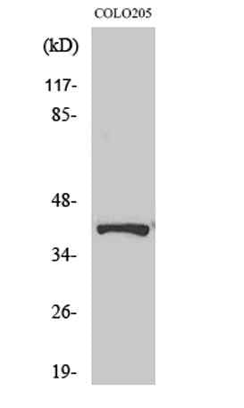 Renin Receptor rabbit pAb