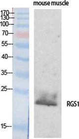 RGS1 rabbit pAb