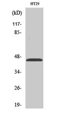 Ribosomal Protein L3 rabbit pAb