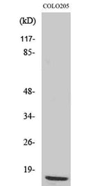 Ribosomal Protein L36 rabbit pAb