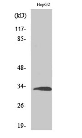 Ribosomal Protein S3 rabbit pAb 50µL/100µL