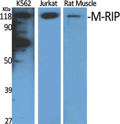 M-RIP rabbit pAb