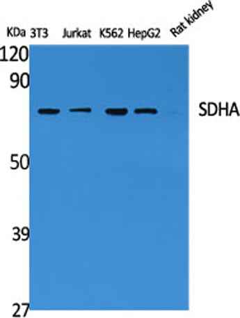 SDHA rabbit pAb
