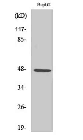 SLC17A2 rabbit pAb