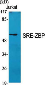SRE-ZBP rabbit pAb