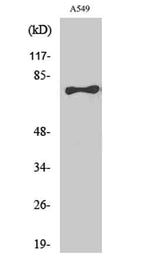 TBX2/3 rabbit pAb