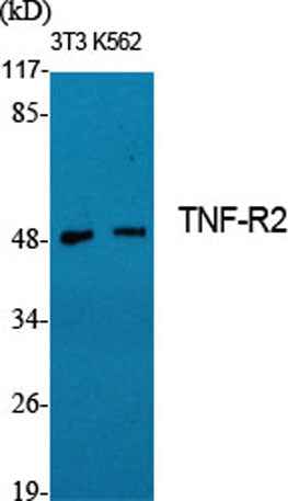 TNF-R2 rabbit pAb