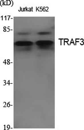 TRAF3 rabbit pAb