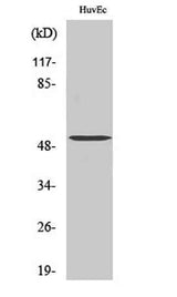 Tubulin α-3C/D/E rabbit pAb