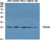 TWEAK rabbit pAb