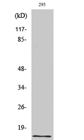 Urotensin II rabbit pAb 50µL/100µL