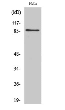 UTP14A rabbit pAb 50µL/100µL