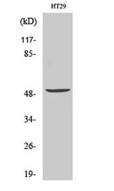 Vangl1 rabbit pAb