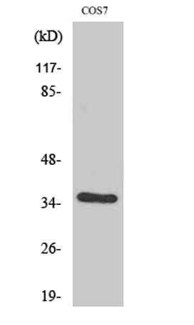 VEGF-D rabbit pAb